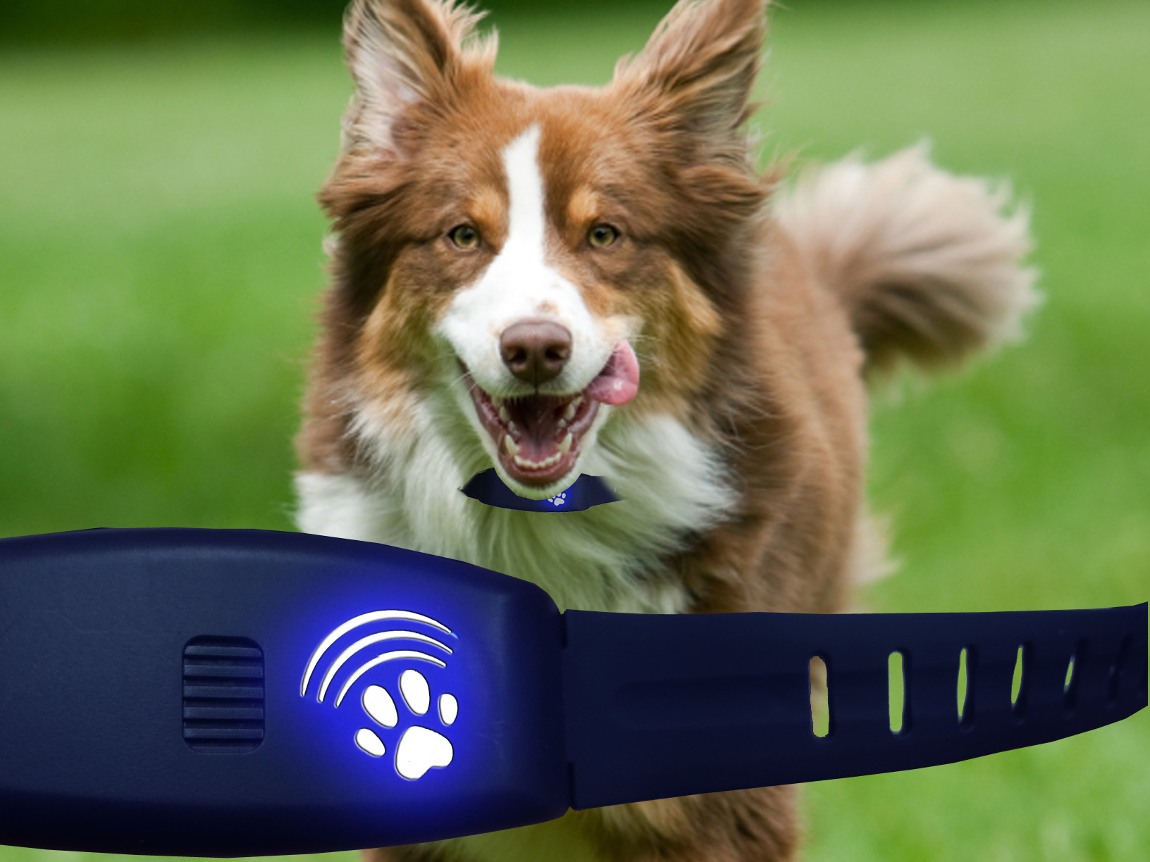 High Tech Pet New Dog Training Collar Has GPS Tracking & Invisible Fence