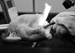 Suction of Oxygen can Reduce Risk of Surgical Fires in Dental...