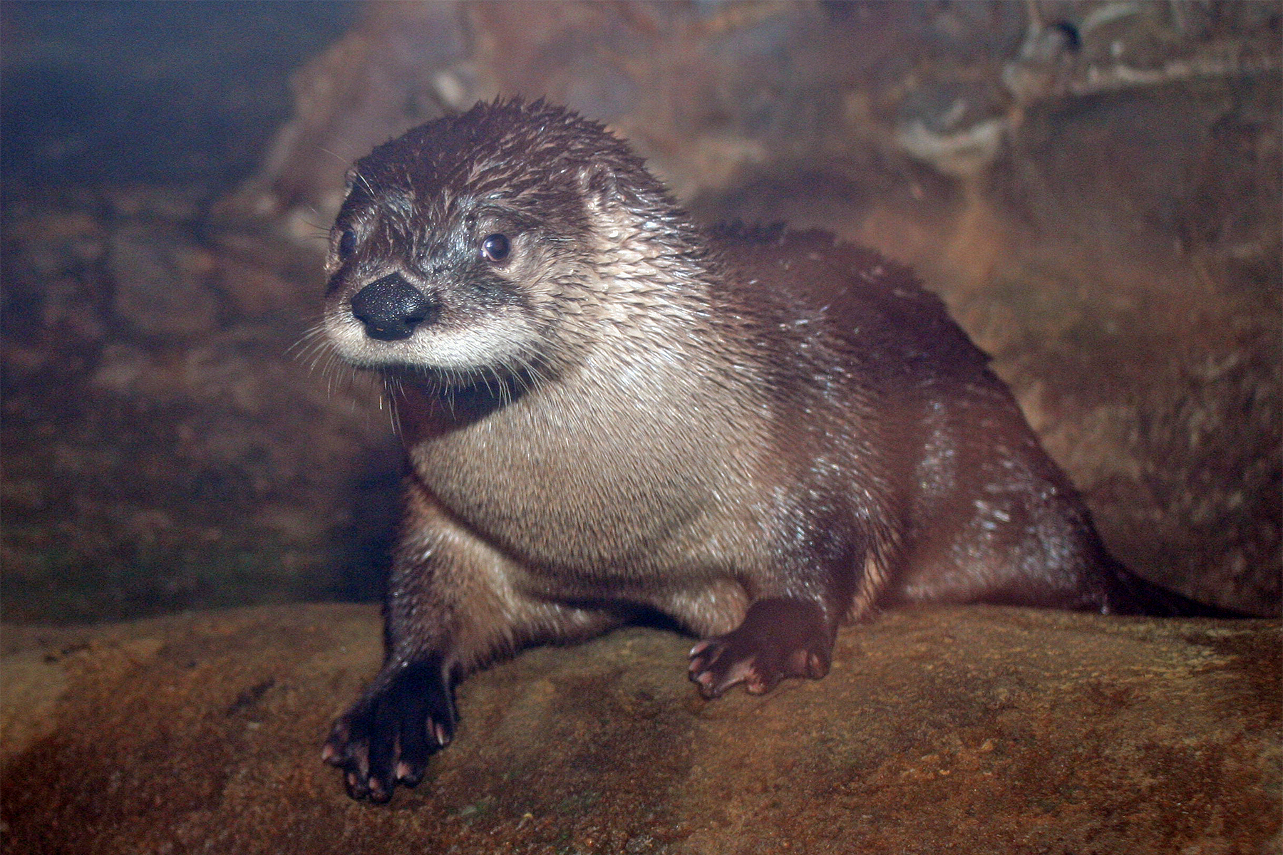 Maritime Aquarium New Young River Otter