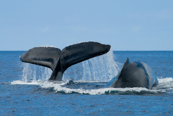 Oahu Activities | Oahu Whale Watching | Honolulu Hotels