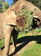 Extra Christmas Trees Turn into Animal Treats