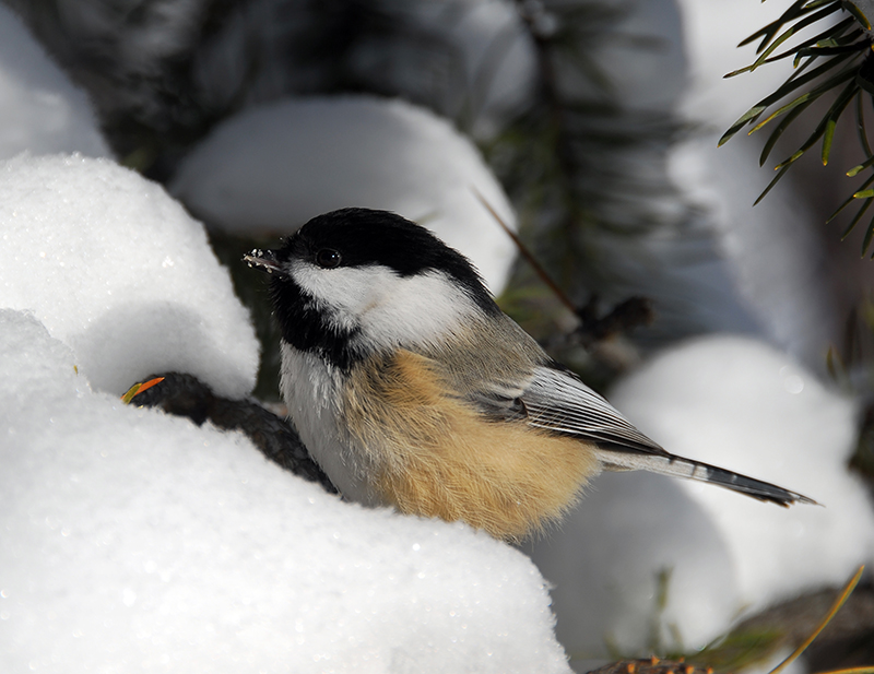 how do birds survive frigid winter temperatures how do birds survive frigid winter temperatures