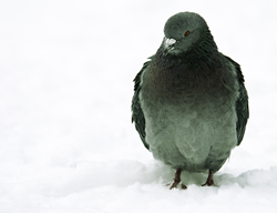 pigeon, winter, pigeons, pidgeons, pidgeon, snow, january, chicago, city, new york