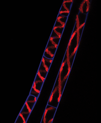 Spirogyra filaments elongate in response to ethylene