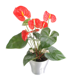 Allura Anthurium, Costa Farms, National Houseplant Appreciation Day