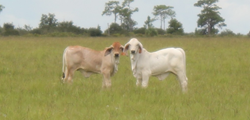 Polled Brahman Cattle
