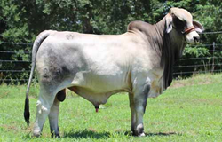 Brahmans for Export to Mexico and Guatemala