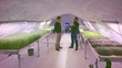 Growing Underground Selects Valoya's LED Lights for Underground...