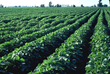 Federal Advocates client gets U.S. EPA approval for Argentina to...