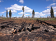 New Hope in Modoc County for 32.5 Square Miles of Forestland...
