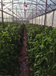 LumiGrow and Spectral Science Add Vigor to Tomatoes