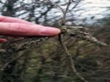 Pest Damage on Trees Is Visible Now and Giroud Tree and Lawn Explains...