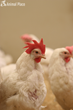 Chicken Adoption Day at the East Bay SPCA