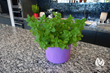 Vivogrow Herb Pot: Plant-Driven Technology To Meet Growing Global...