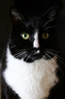 Multi-million Dollar Domain MEOW.com Now For Sale on the Open Market