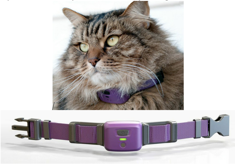 cat monitor collar