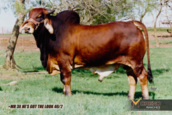 Red & Gray Brahman Cattle, Texas