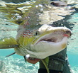 Quebec Report on Salmon Declines, Reinforces Need for Government...