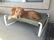 Made in America Elevated Large Dog Bed Now Available from Rover...
