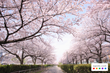 Agoda.com readies accommodation specials for Japan’s sakura cherry...