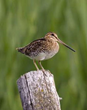 Naturalist Journeys Announces New Birding and Nature Tour Highlighting...