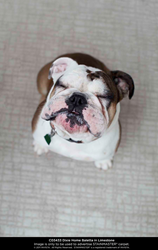 C03433 Dixie Home Baletto in Limestone