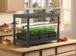 Jump Start the Gardening Season by Starting Plants from Seed Indoors