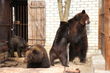 Ukraine--Soviet Era Bears Experience Paw-Freedom at Last! Lawrence...
