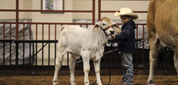 Florida Brahman Breeder