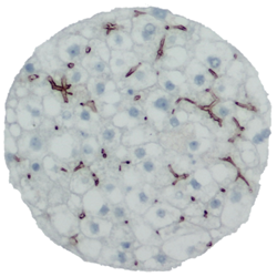 3D InSight™ Human Liver Microtissues
