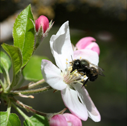 Indiegogo, crowdfunding, mason bee, native bee, honey bee
