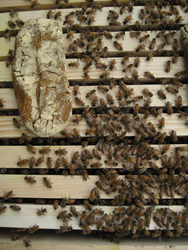 Honey bees were fed with imidacloprid-dosed pollen patties, seen here on the left. Photo: Galen Dively
