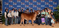 Red Brahman Cattle for Sale