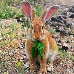 Finding the ideal animal control solutions for more than twenty common critters has never been easier.
