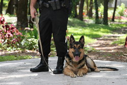 police dog