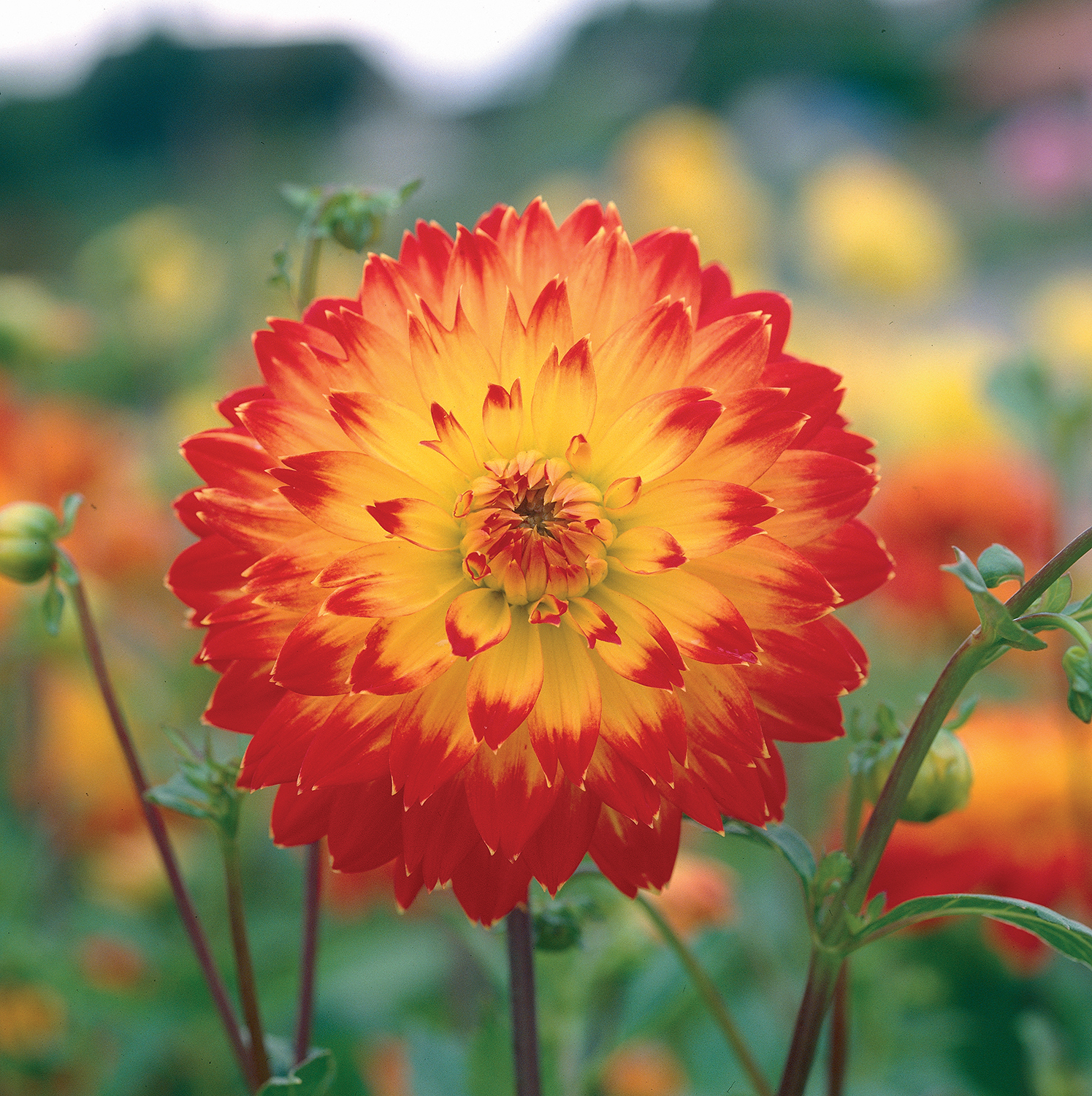 Longfield Gardens Sparks Fireworks in the Garden in 2015