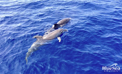 swimming with dolphins in hawaii