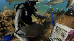 Stuart Cove's Dive Bahamas Shark Rescue