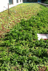 The Colonial Green Roof