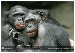 The Bonobo - an Endangered Species - photo by Endangered Species Journalist Craig Kasnoff