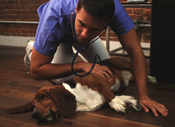InstaVet brings world-class veterinary care to New Yorkers' doorsteps