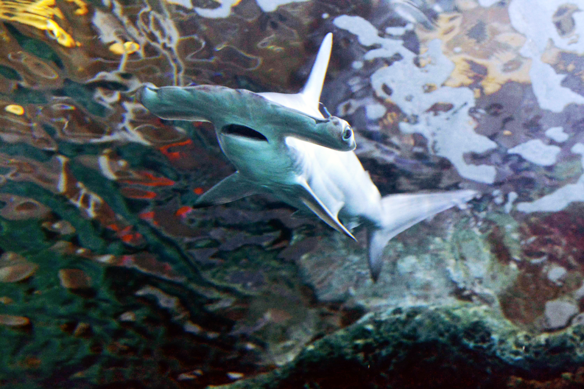 shark bridge at newport aquarium