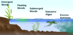 Weed Type Diagram