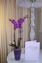 Costa Farms Orchid, Orchid, Mother's Day