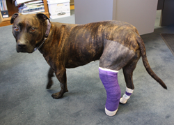 Pit bull terrier wears a cast while recovering from a dislocated ankle surgery, covered by Pets Best.