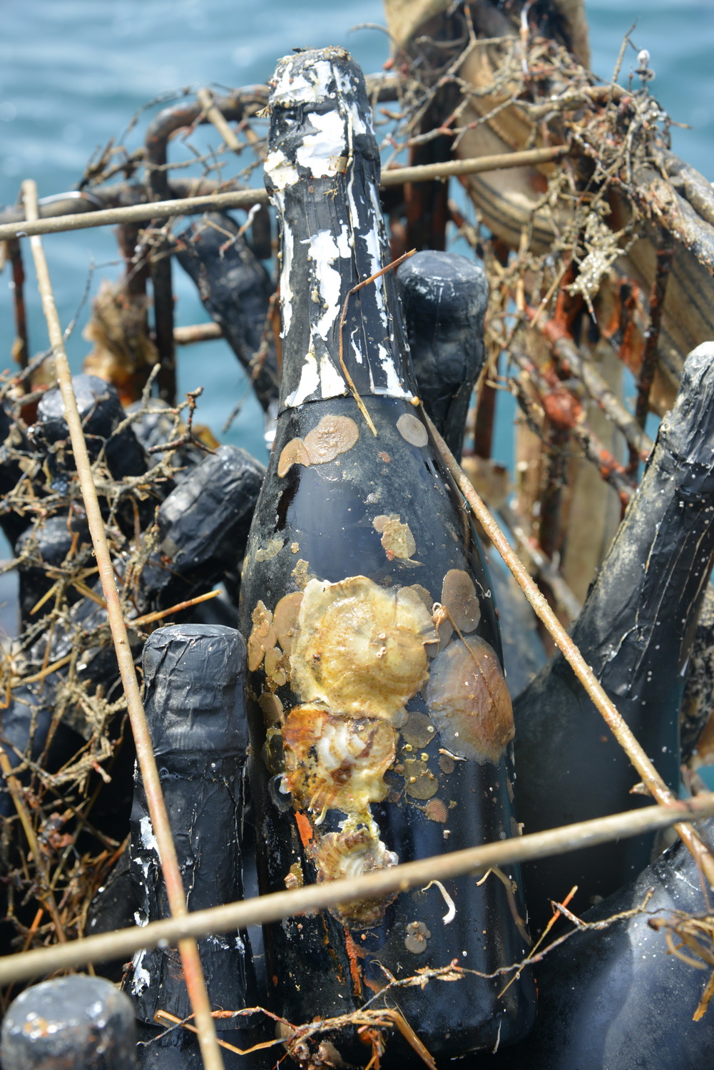 This Sparkling Wine is SeaAged in the SeaCellars at the Bottom of the
