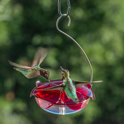 Droll Yankees Ruby Sipper Hanging Hummingbird Feeder