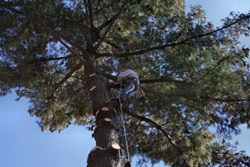 Snohomish-Tree-Removal