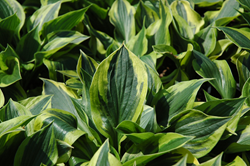 Hosta, Costa Farms, Easy Perrenials