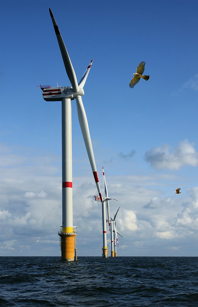 wind-turbines-bad-news-for-birds